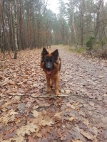 vom Trojangold, hodowla Owczarków Niemieckich Długowłosych