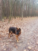 vom Trojangold, hodowla Owczarków Niemieckich Długowłosych