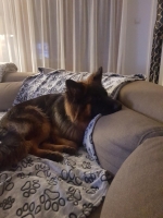 vom Trojangold, hodowla Owczarków Niemieckich Długowłosych