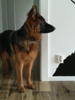 vom Trojangold, hodowla Owczarków Niemieckich Długowłosych