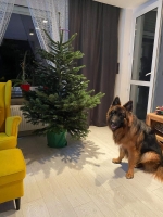 vom Trojangold, hodowla Owczarków Niemieckich Długowłosych