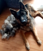 vom Trojangold, hodowla Owczarków Niemieckich Długowłosych