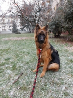 vom Trojangold, hodowla Owczarków Niemieckich Długowłosych