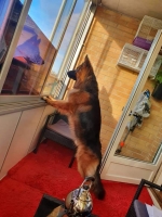 vom Trojangold, hodowla Owczarków Niemieckich Długowłosych