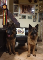 vom Trojangold, hodowla Owczarków Niemieckich Długowłosych