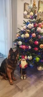 vom Trojangold, hodowla Owczarków Niemieckich Długowłosych