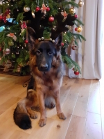 vom Trojangold, hodowla Owczarków Niemieckich Długowłosych