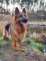 vom Trojangold, hodowla Owczarków Niemieckich Długowłosych