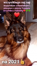 vom Trojangold, hodowla Owczarków Niemieckich Długowłosych