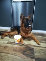 vom Trojangold, hodowla Owczarków Niemieckich Długowłosych