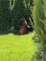 vom Trojangold, hodowla Owczarków Niemieckich Długowłosych