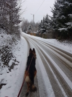 vom Trojangold, hodowla Owczarków Niemieckich Długowłosych