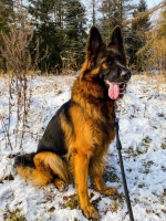 vom Trojangold, hodowla Owczarków Niemieckich Długowłosych