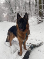 vom Trojangold, hodowla Owczarków Niemieckich Długowłosych