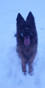 vom Trojangold, hodowla Owczarków Niemieckich Długowłosych