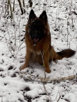 vom Trojangold, hodowla Owczarków Niemieckich Długowłosych