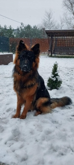 vom Trojangold, hodowla Owczarków Niemieckich Długowłosych