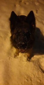 vom Trojangold, hodowla Owczarków Niemieckich Długowłosych