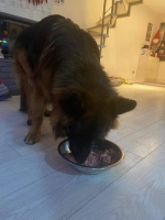 vom Trojangold, hodowla Owczarków Niemieckich Długowłosych