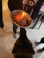 vom Trojangold, hodowla Owczarków Niemieckich Długowłosych