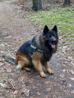 vom Trojangold, hodowla Owczarków Niemieckich Długowłosych