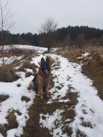 vom Trojangold, hodowla Owczarków Niemieckich Długowłosych