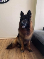 vom Trojangold, hodowla Owczarków Niemieckich Długowłosych