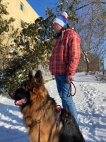 vom Trojangold, hodowla Owczarków Niemieckich Długowłosych