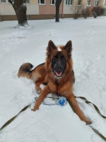 vom Trojangold, hodowla Owczarków Niemieckich Długowłosych