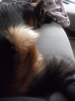 vom Trojangold, hodowla Owczarków Niemieckich Długowłosych