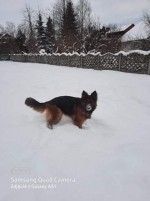 vom Trojangold, hodowla Owczarków Niemieckich Długowłosych