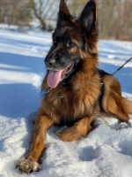 vom Trojangold, hodowla Owczarków Niemieckich Długowłosych