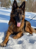 vom Trojangold, hodowla Owczarków Niemieckich Długowłosych