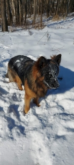 vom Trojangold, hodowla Owczarków Niemieckich Długowłosych