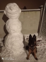 vom Trojangold, hodowla Owczarków Niemieckich Długowłosych