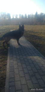 vom Trojangold, hodowla Owczarków Niemieckich Długowłosych