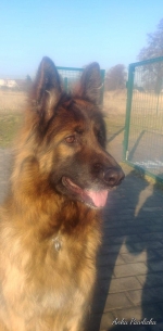 vom Trojangold, hodowla Owczarków Niemieckich Długowłosych