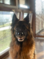 vom Trojangold, hodowla Owczarków Niemieckich Długowłosych