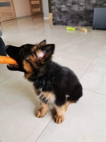 vom Trojangold, hodowla Owczarków Niemieckich Długowłosych