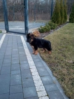 vom Trojangold, hodowla Owczarków Niemieckich Długowłosych