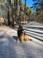 vom Trojangold, hodowla Owczarków Niemieckich Długowłosych