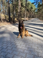 vom Trojangold, hodowla Owczarków Niemieckich Długowłosych