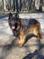 vom Trojangold, hodowla Owczarków Niemieckich Długowłosych