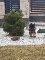 vom Trojangold, hodowla Owczarków Niemieckich Długowłosych