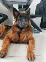 vom Trojangold, hodowla Owczarków Niemieckich Długowłosych