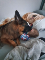 vom Trojangold, hodowla Owczarków Niemieckich Długowłosych