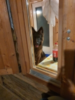 vom Trojangold, hodowla Owczarków Niemieckich Długowłosych