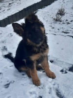 vom Trojangold, hodowla Owczarków Niemieckich Długowłosych