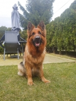 vom Trojangold, hodowla Owczarków Niemieckich Długowłosych