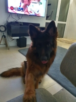 vom Trojangold, hodowla Owczarków Niemieckich Długowłosych